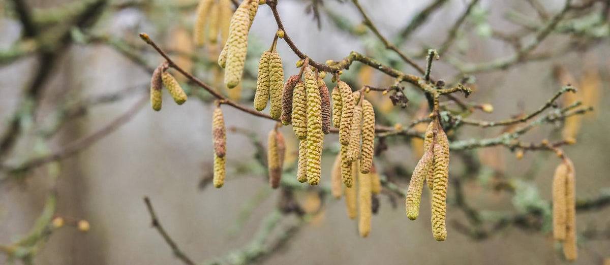 Snoeien de hazelaar (Corylus avellana)