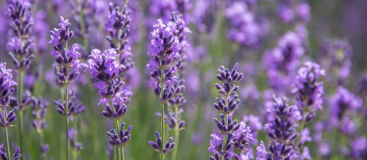 Lavendel / Lavandula