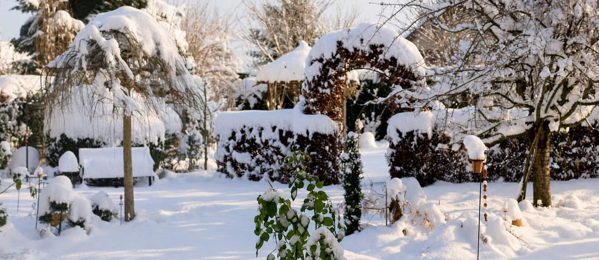 Top winterharde planten die jouw tuin opfleuren in het najaar