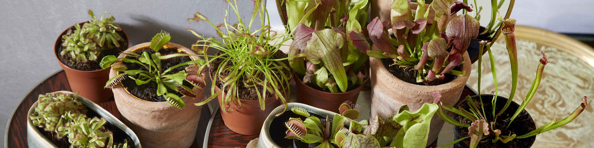 Vleesetende planten