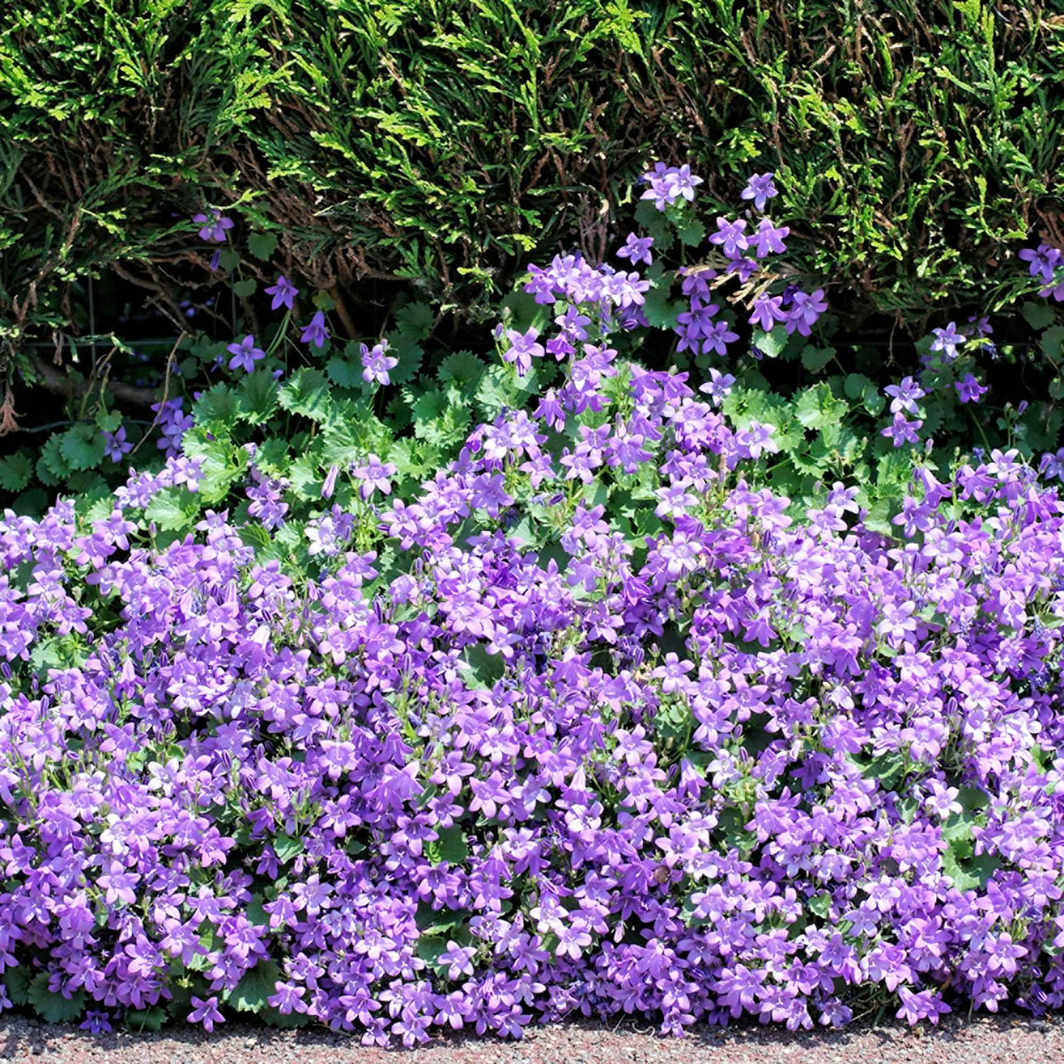Tuinplanten per eigenschap