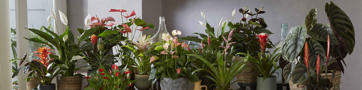 Meer bloeiende kamerplanten