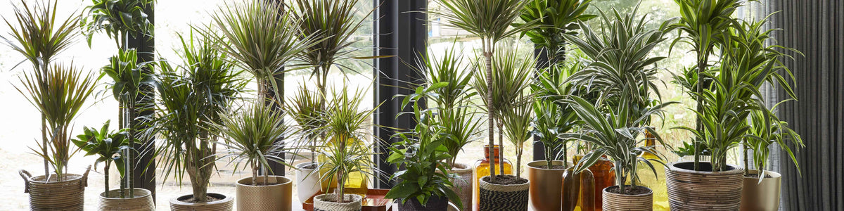 Dracaena reflexa - Gebogen drakenboom