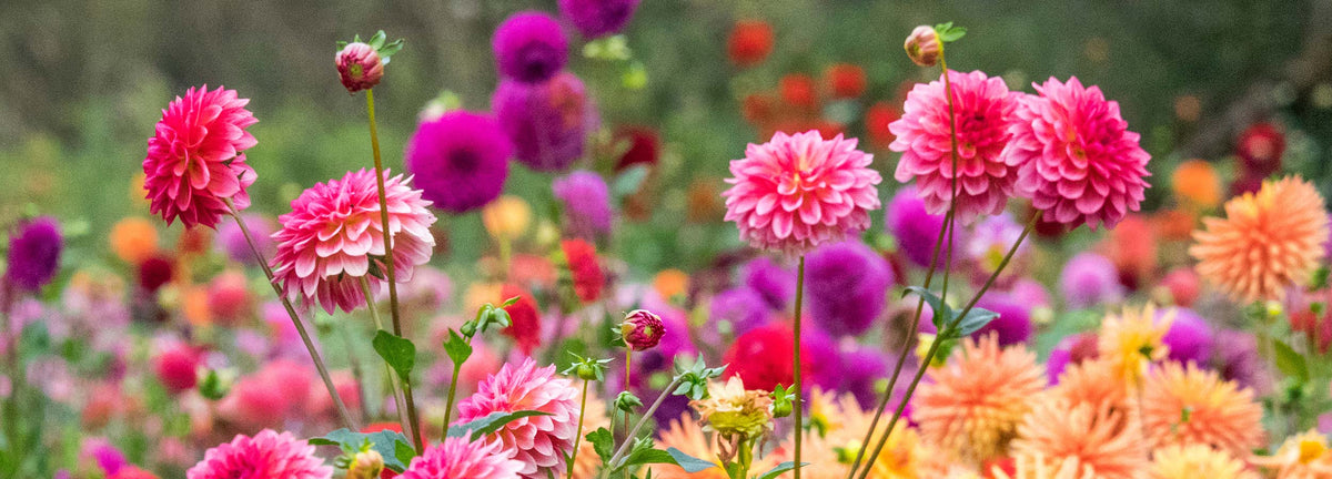 Zomerbloeiers