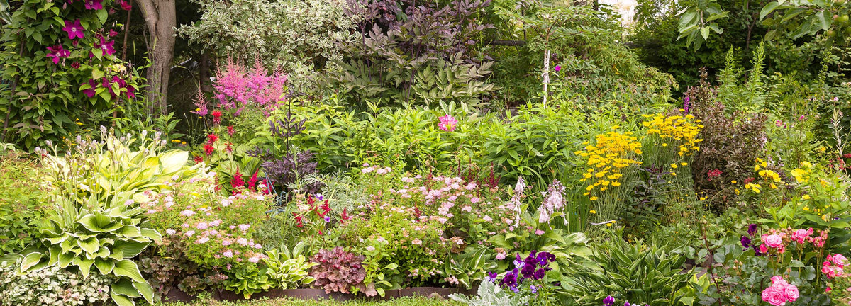 Tuinplanten