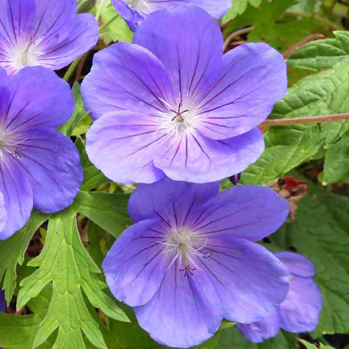 Madeira ooievaarsbek - Geranium maderense