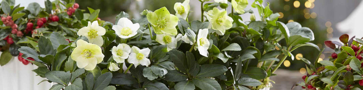 Helleborus - Kerstroos