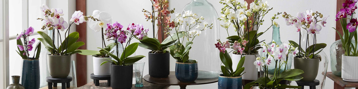 Orchidee - Phalaenopsis