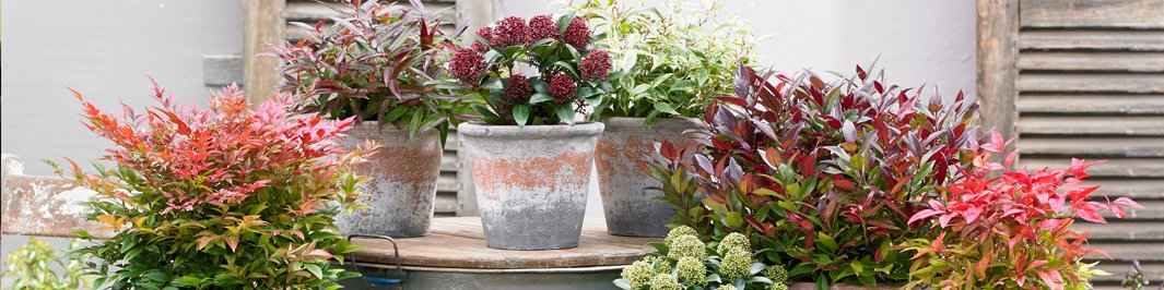 Wintergroene heesters
