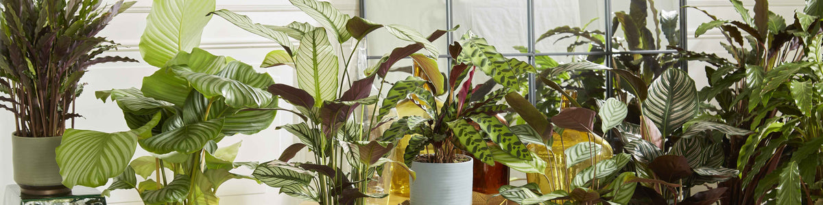 Afgebeelde calathea - Calathea picturata
