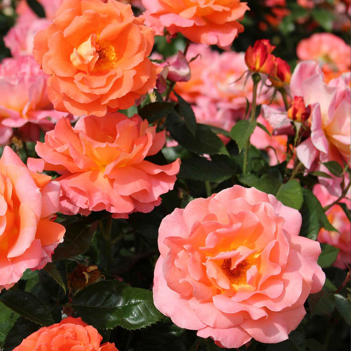 Rosa damascena - Damascener roos