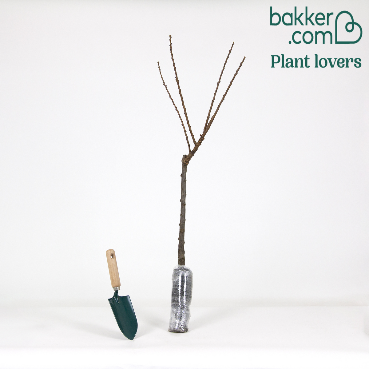 Abrikozenboom - mini - Prunus armeniaca Aprigold