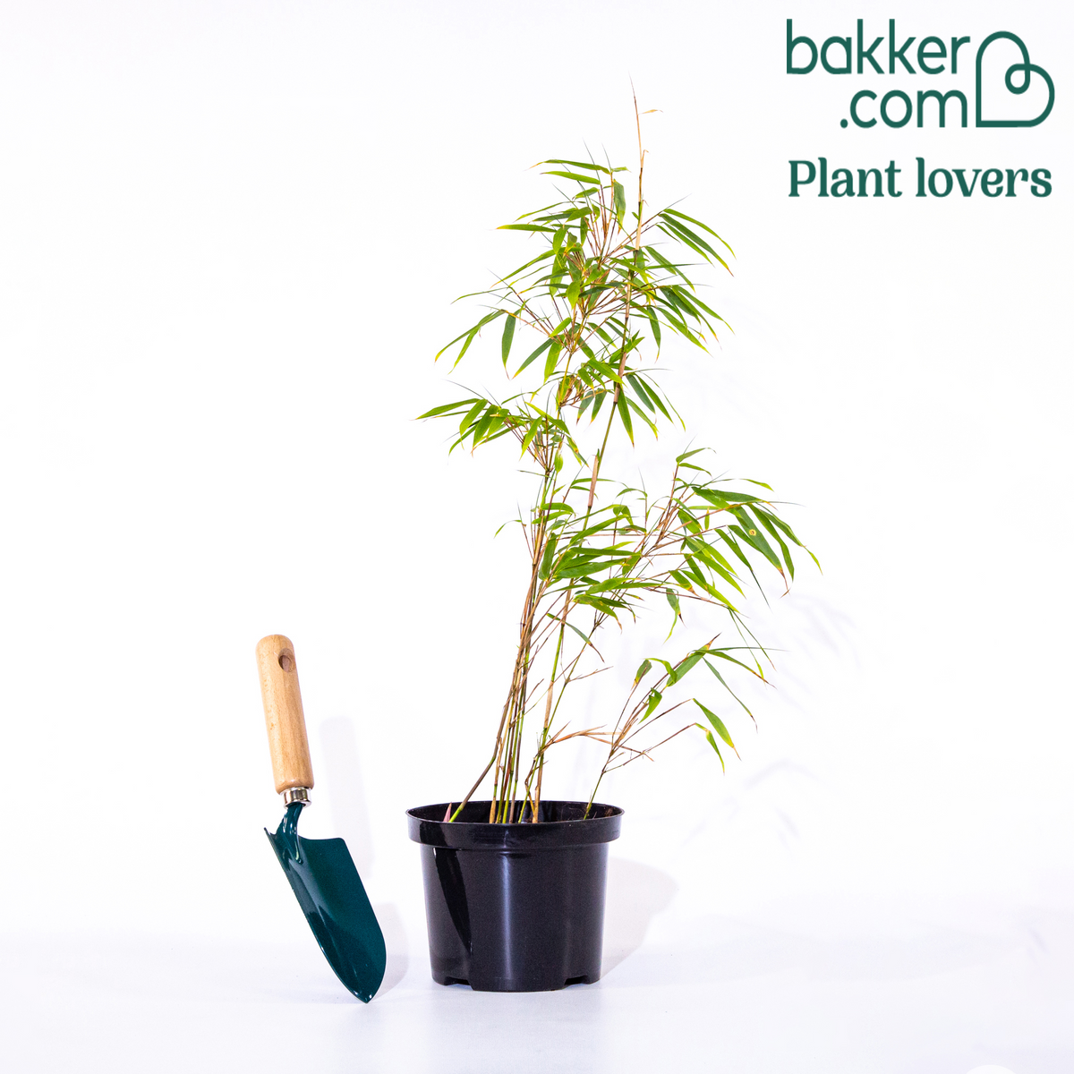 Bamboe Fargesia rufa - Fargesia rufa