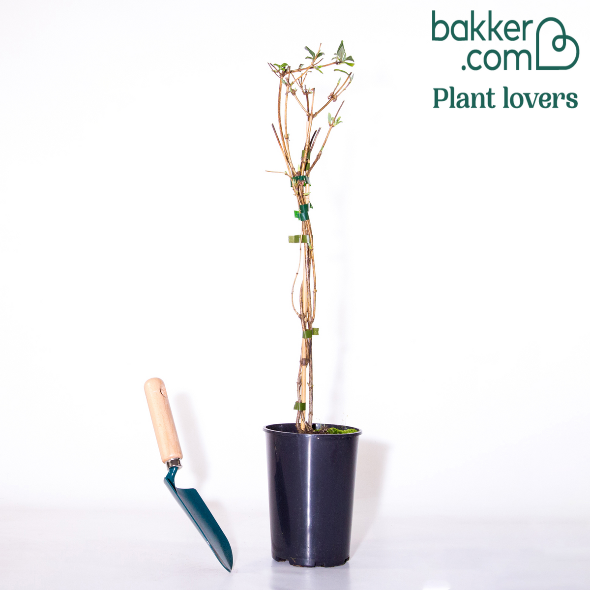 Wilde kamperfoelie 'Serotina' - Lonicera periclymenum serotina - Klimplanten