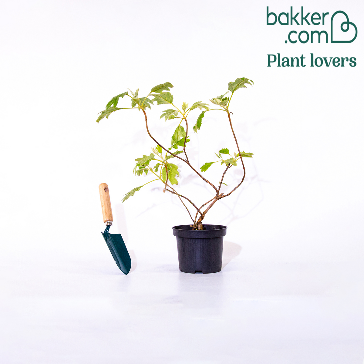 Eikenbladhortensia - Hydrangea quercifolia - Hortensia