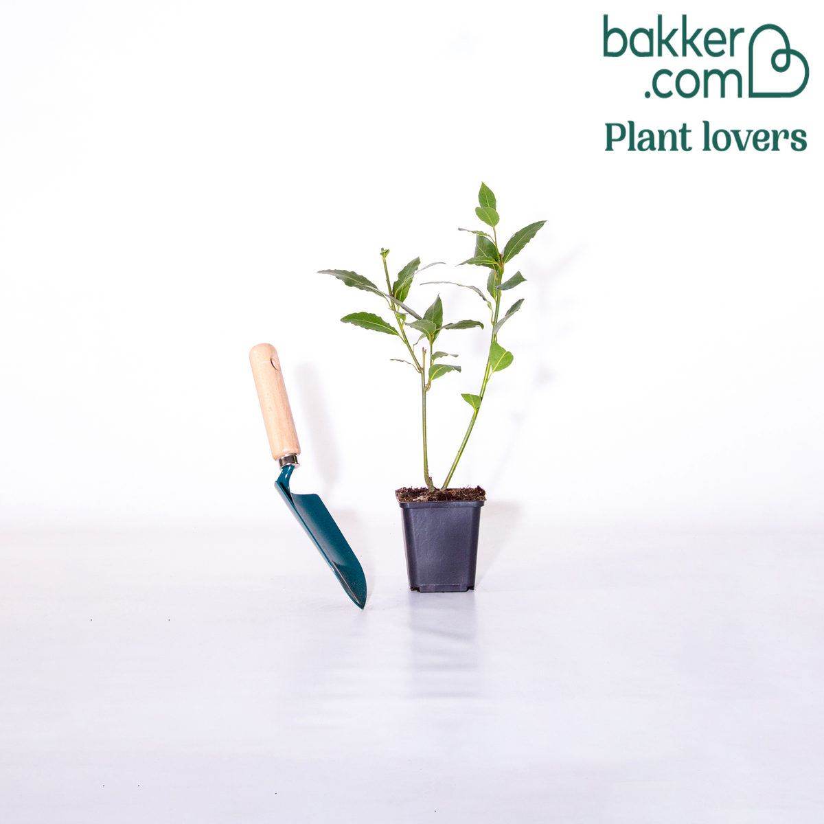 Laurierstruik - Laurus nobilis - Bomen en hagen