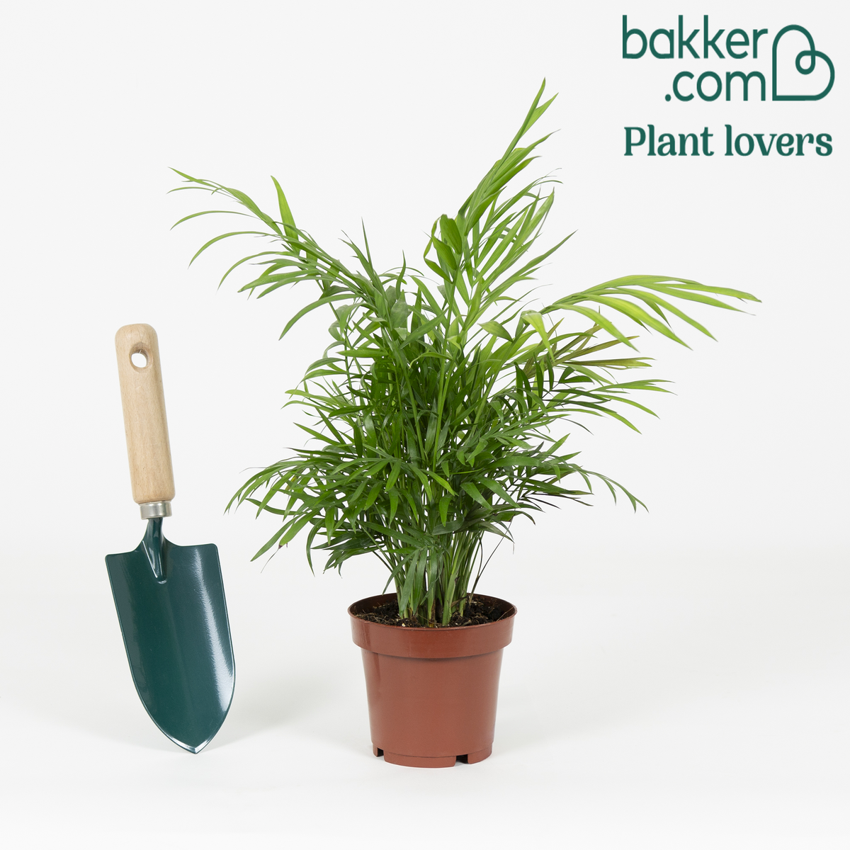 Mexicaanse dwergpalm - Chamaedorea elegans - Op soort