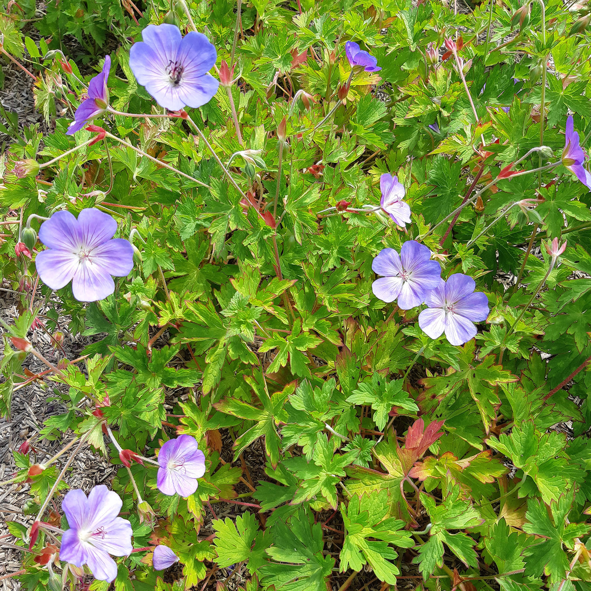 Geraniums - Geranium 'Rozanne' - Geranium gerwat rozanne