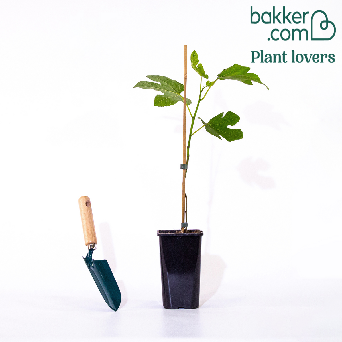 Vijgenboom 'Brown Turkey' - Ficus carica brown turkey