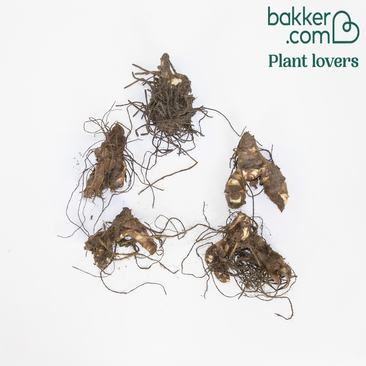 Indisch bloemriet - Mix (x5) - Canna 'richard wallace','red dazzler','city of portland'