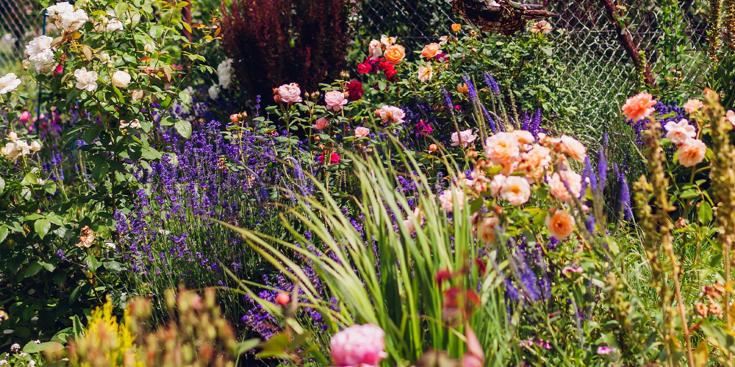 Blote wortel planten: 3 voor €15