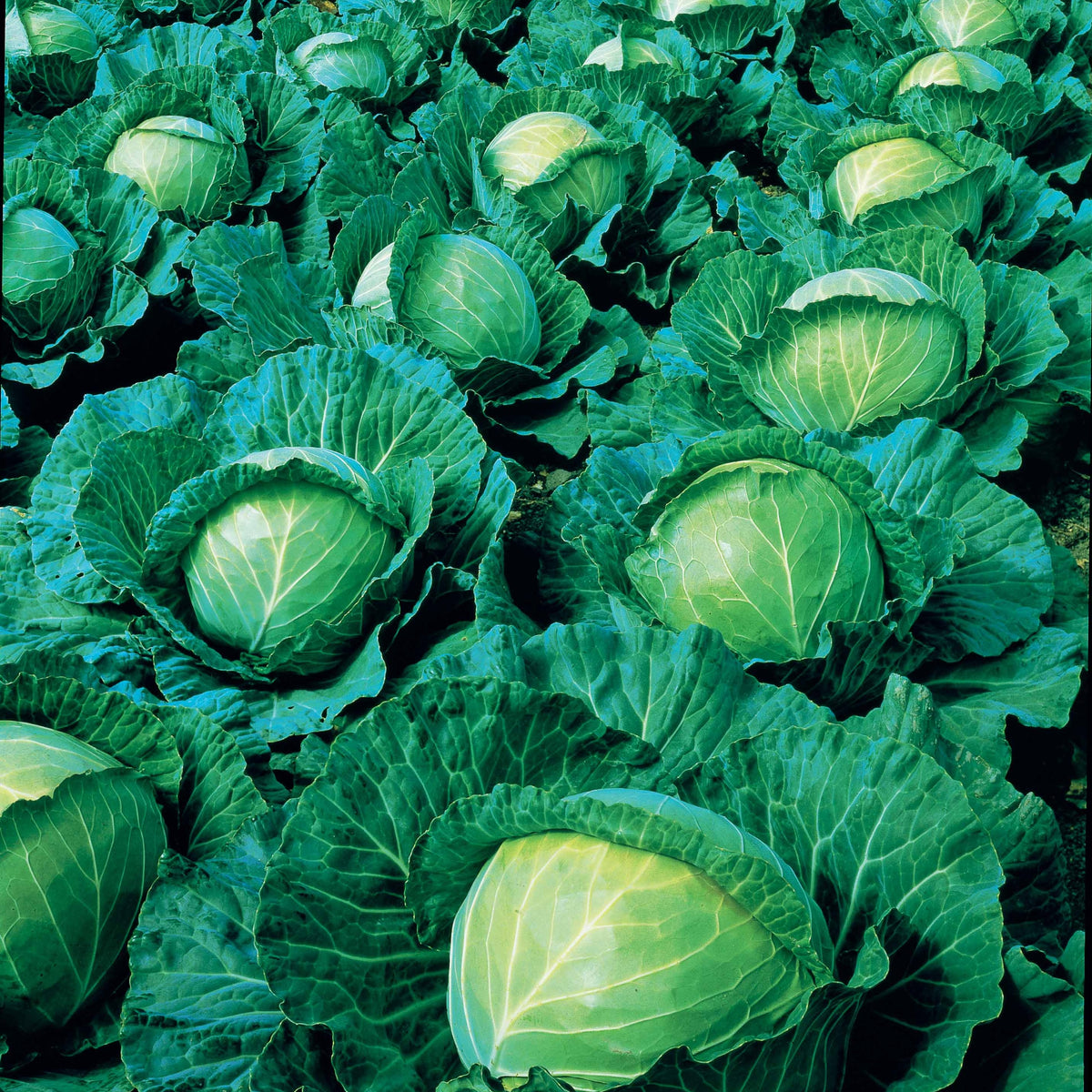 Brassica oleracea capitata vestri f1 - Kool 'Vestri F1' - Koolzaden