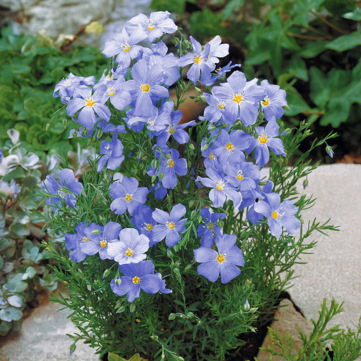 Overblijvend vlas - blauw - Linum perenne - Bakker