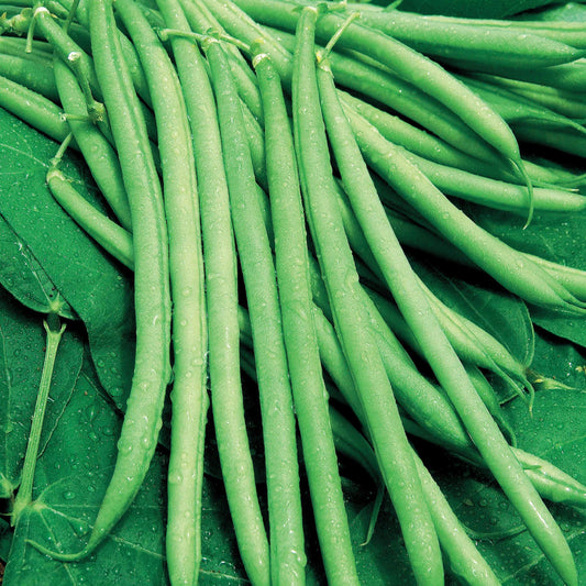 Sperzieboon 'Mangetout Castandel' - Bakker