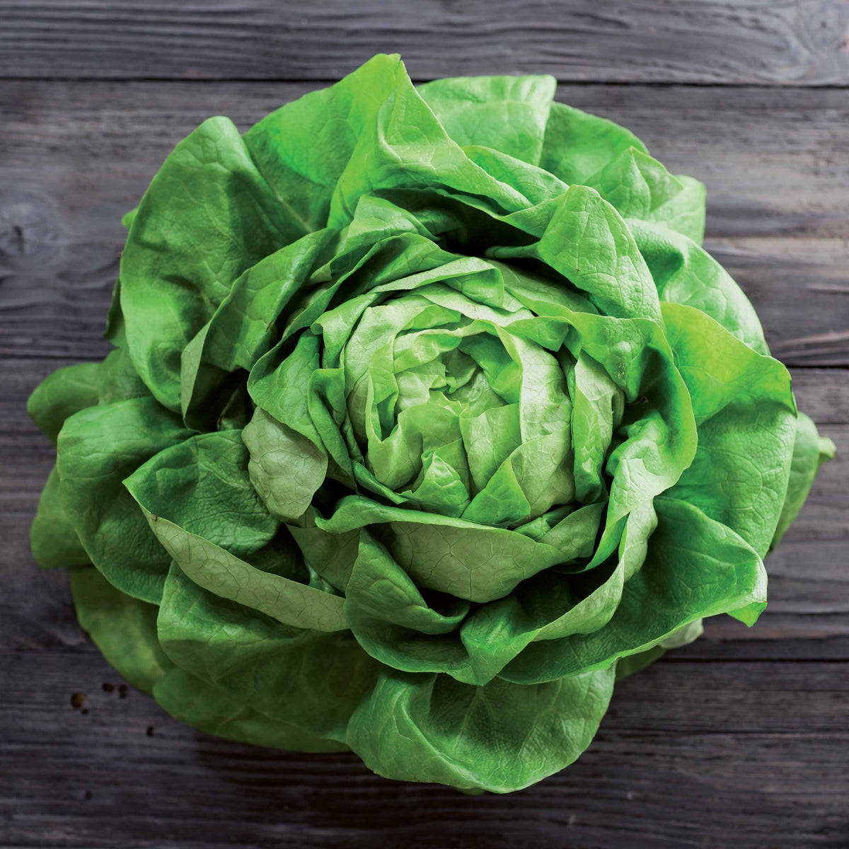 Kropsla 'Rigoletto' - Lactuca sativa rigoletto - Bakker