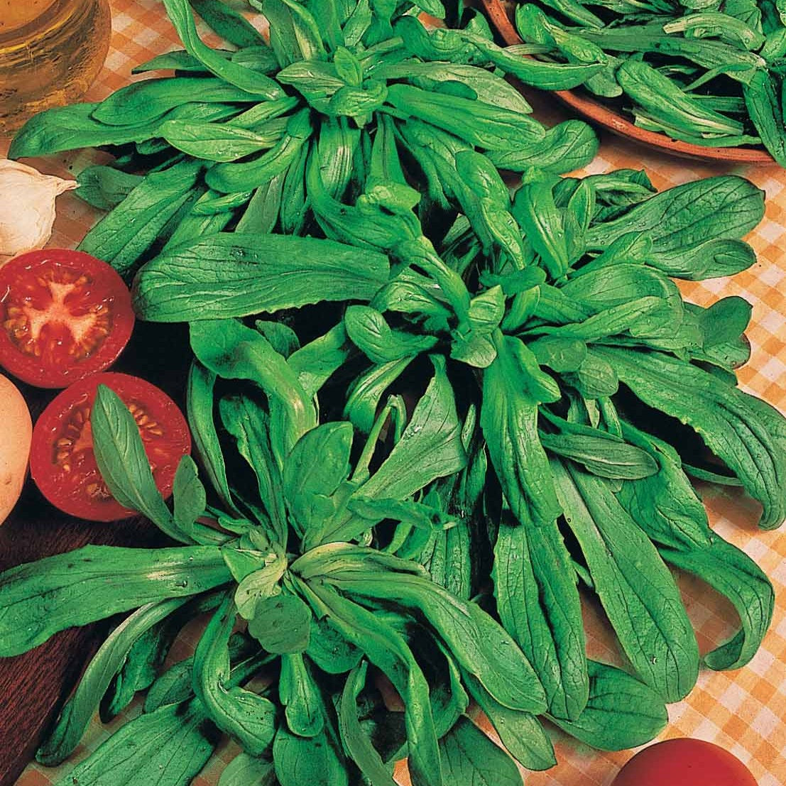 Veldsla - Valerianella locusta - Bakker