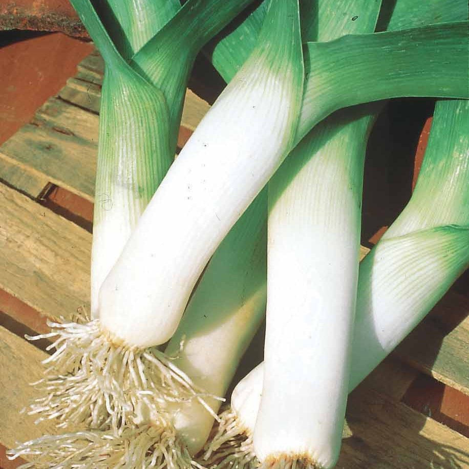 Winterprei 'Saint Victor' - Allium porrum d'hiver de saint victor - Bakker