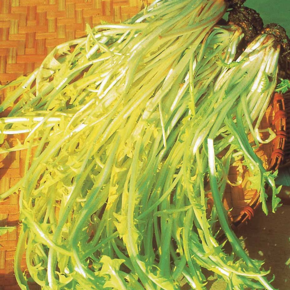 Cichorium intybus barbe de capucin - Witlof 'Barbe de Capucin' - Overige groentezaden