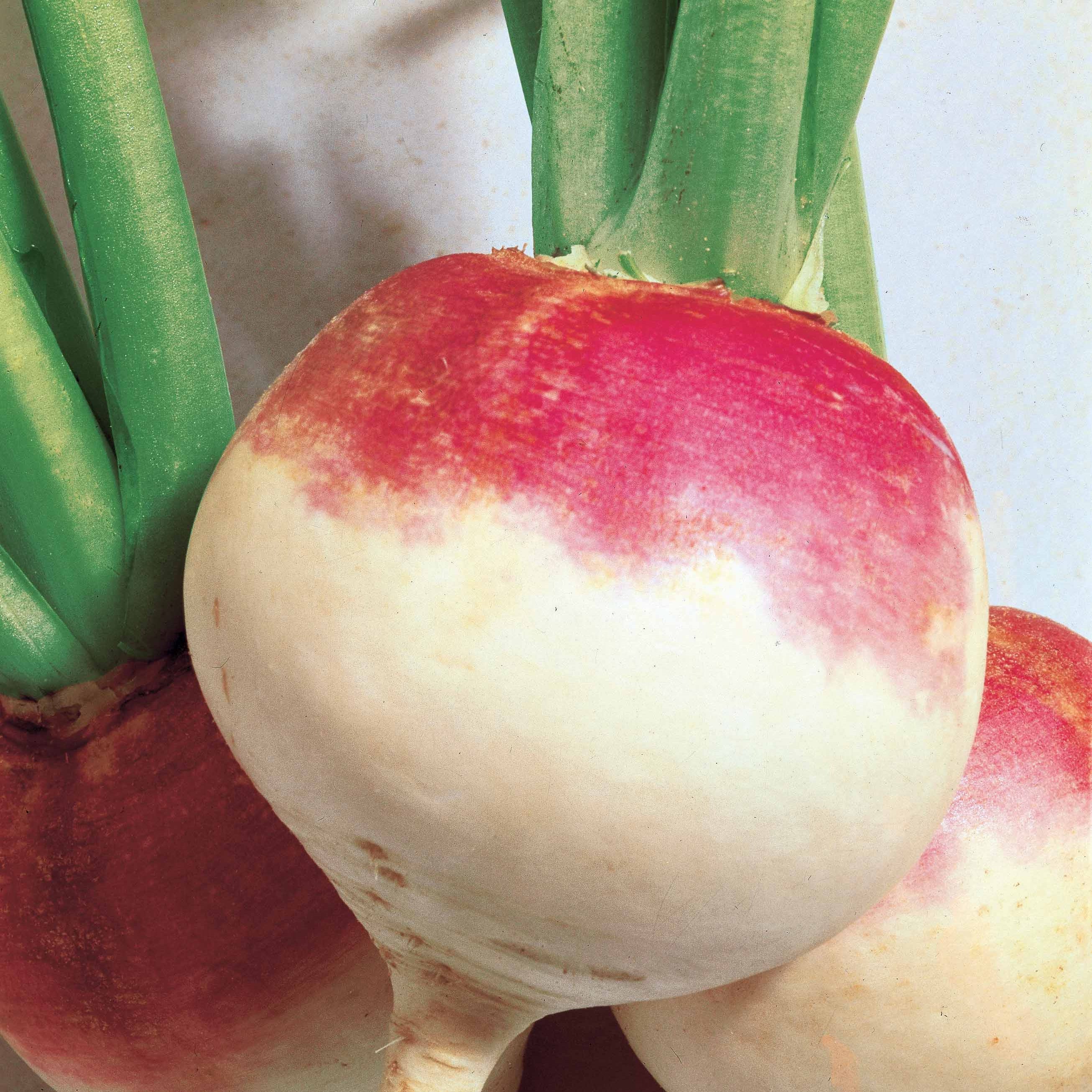 Zaden Knolraap 'Norfolk' Brassica rapa norfolk