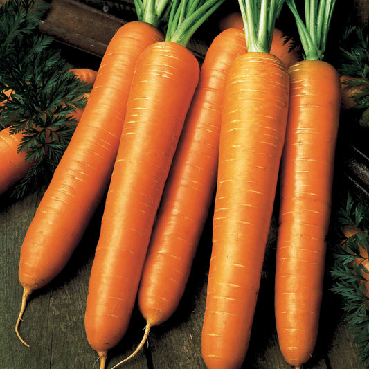 Wortel 'Flyaway F1' - Bakker