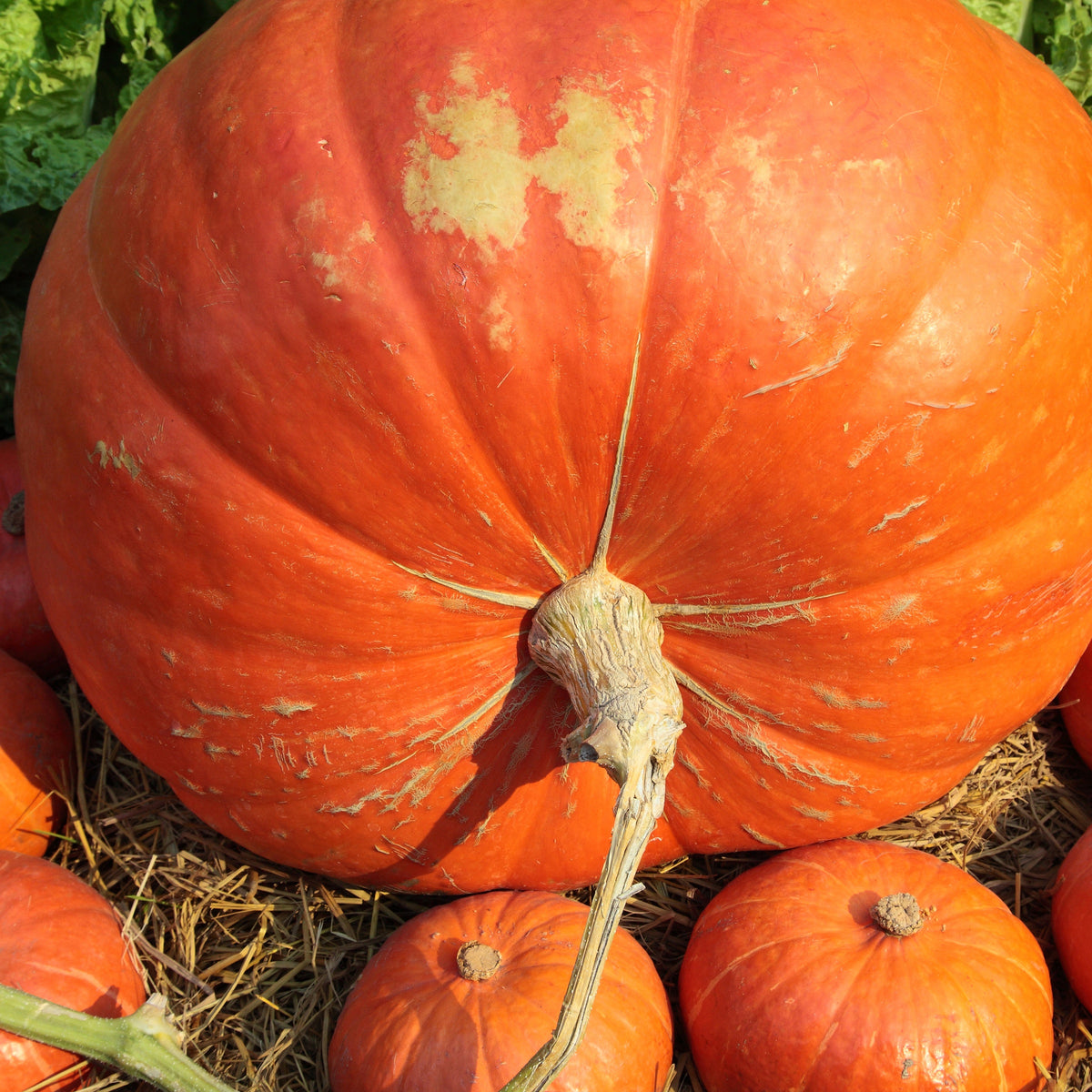 Cucurbita maxima atlantic giant - Reuzenpompoen 'Atlantic Giant' - Pompoenzaden