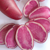 Aardappel 'Rouge de Flandre' (x10) - Solanum tuberosum rouge de flandre - Groente