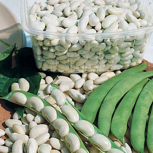 Droogboon 'Michelet' - Bakker