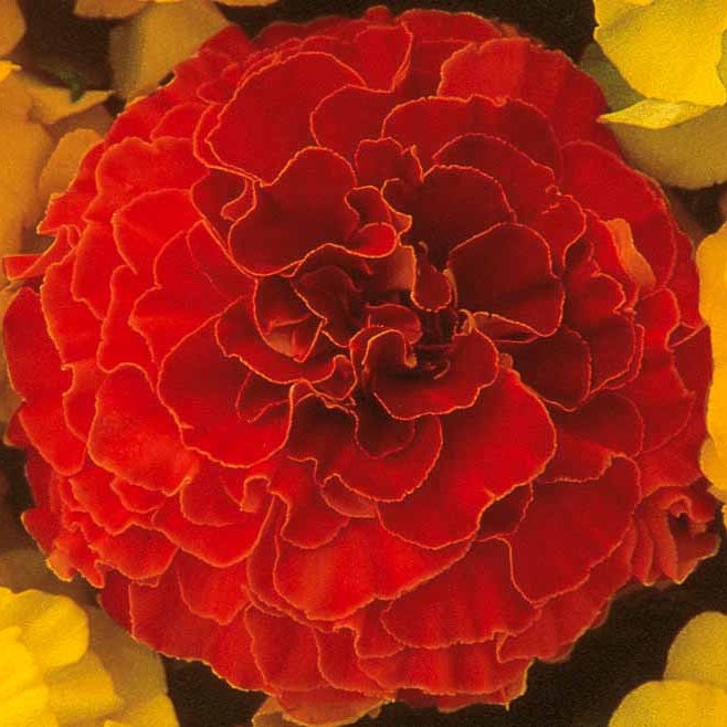 Goudsbloem 'Sloar Red F1' - Bakker