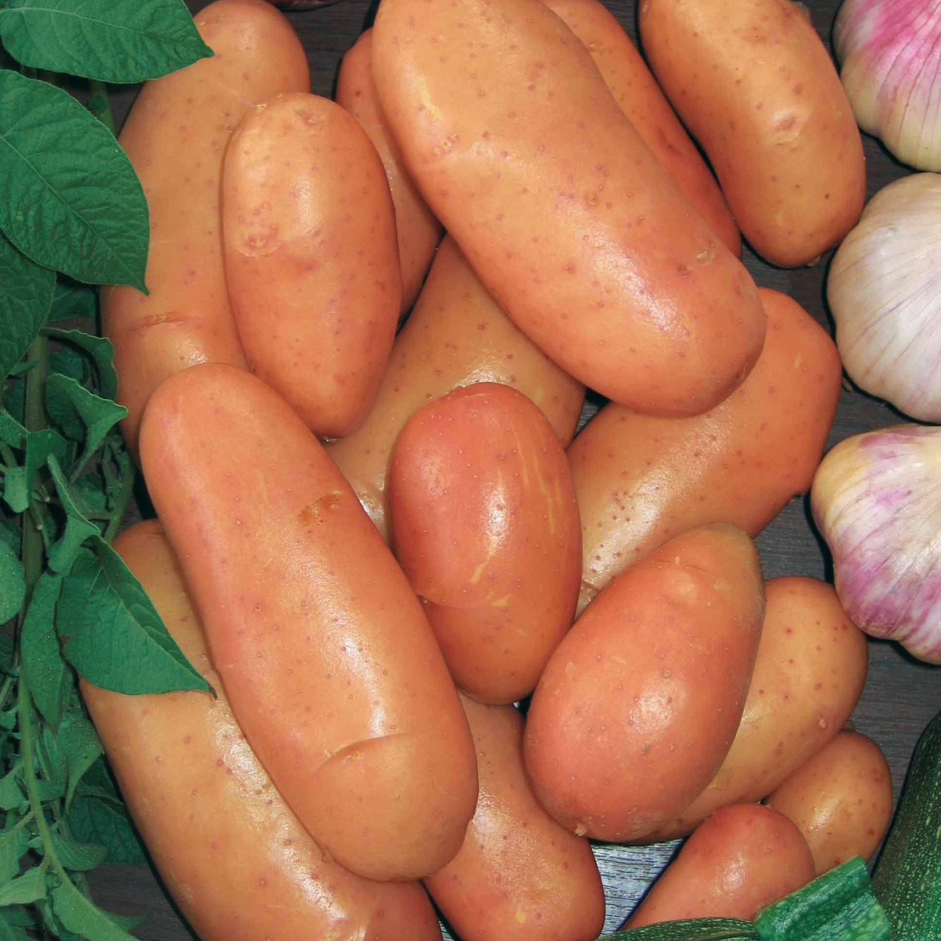 Solanum tuberosum rose de france (cirielle) - Aardappel 'Rose de France' - Aardappelplanten