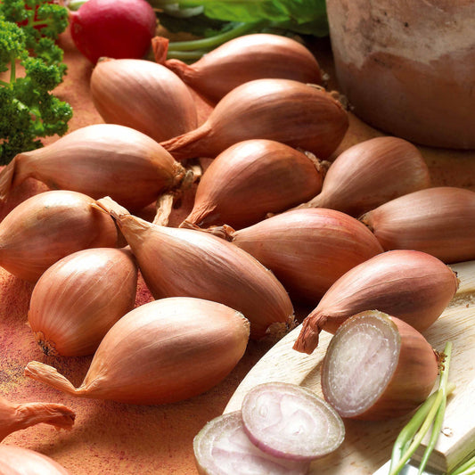 Sjalot 'Griselle' - Bakker