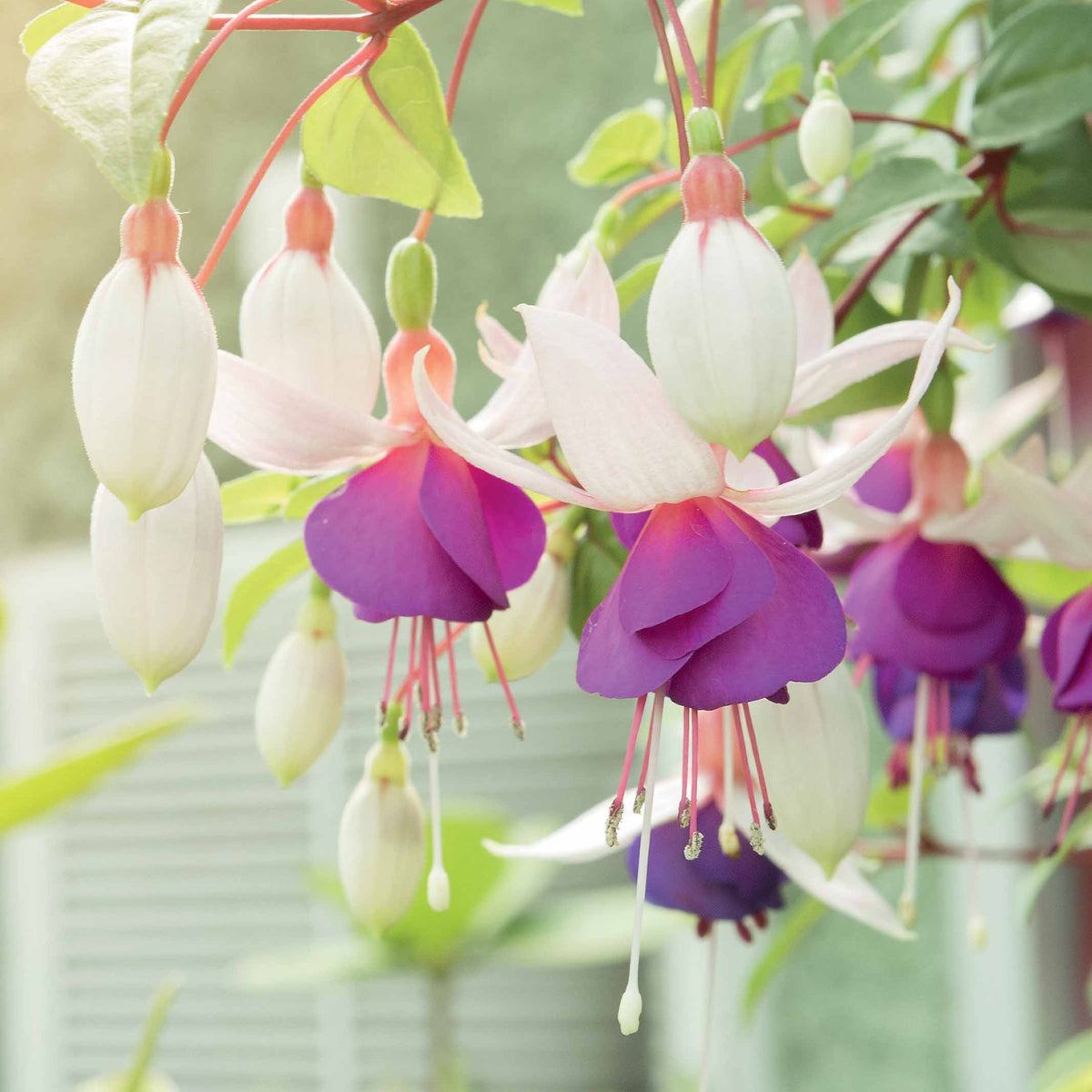 Fuchsia 'Blue Sarah - winterhard (x3) - Fuchsia blue sarah - Bakker