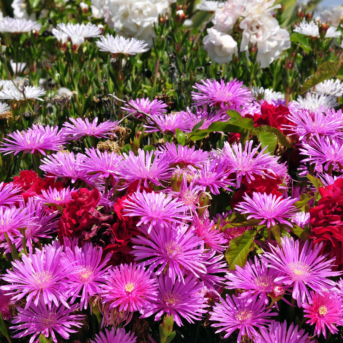 Lampranthus aurantiacus - IJsbloem - paars - Borderplanten