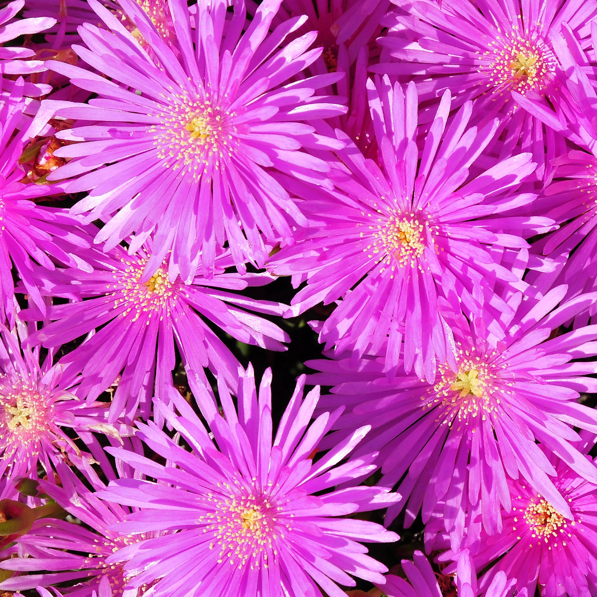 IJsbloem - paars - Lampranthus aurantiacus - Bakker