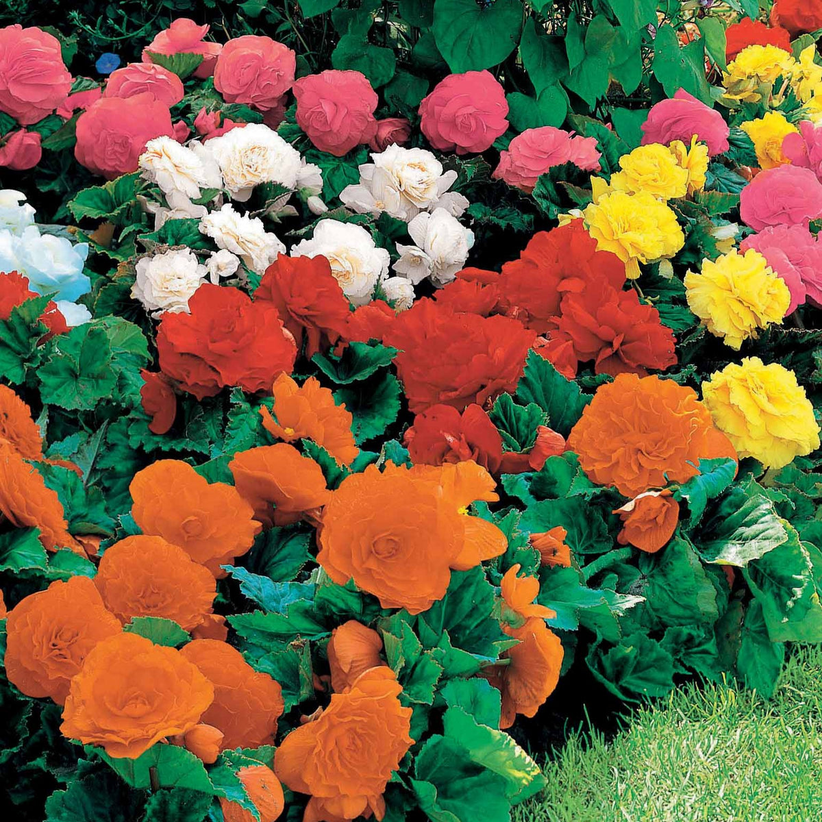 Begonia Mix 'Non Stop' - geel/rood/roze/wit (x16) - Begonia multiflora non stop - Bakker