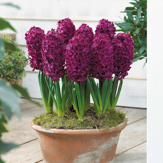 Hyacinthen 'Woodstock' (x6) - Bakker