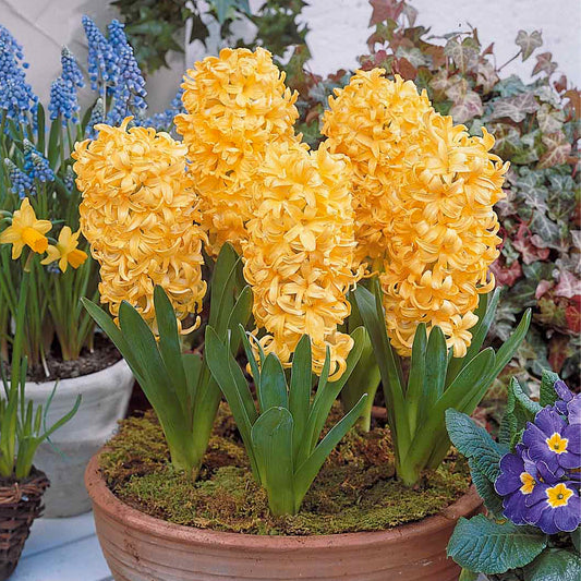 Hyacinthen 'City of Haarlem' (x6) - Bakker