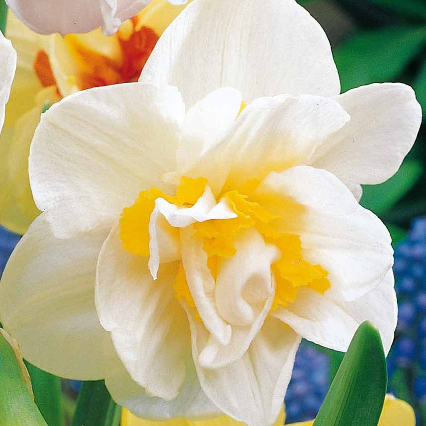 Dubbele Narcissen 'White Lion' (x10) - Bakker
