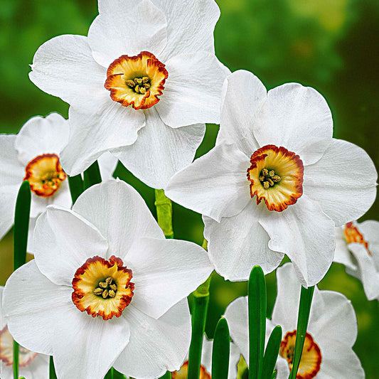 Narcissen poeticus 'Actea' (x10) - Bakker