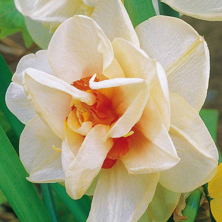 Dubbele Narcissen 'Acropolis' (x10) - Bakker