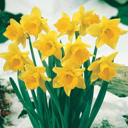 Narcissen 'Rijnveld's Early Sensation' (x10) - Bakker